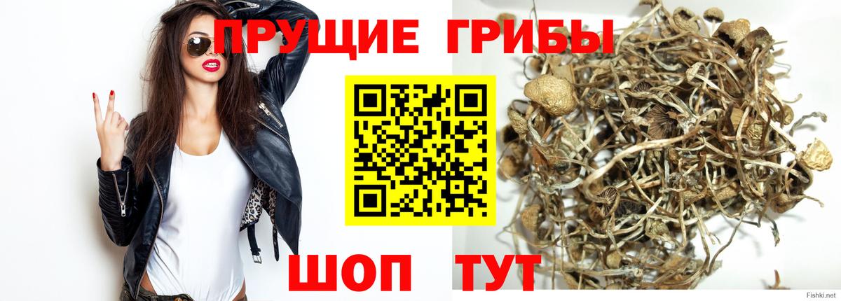 Псилоцибиновые грибы прущие грибы Москва